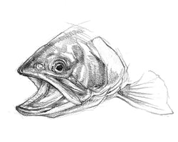Freshwater Fish Art