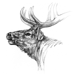 Elk & Western Big Game Art