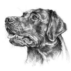 Sporting Dogs Art
