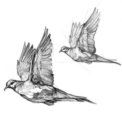 Upland Game Birds Art