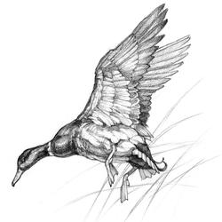 Waterfowl Art