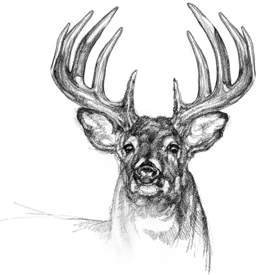big whitetail buck deer art