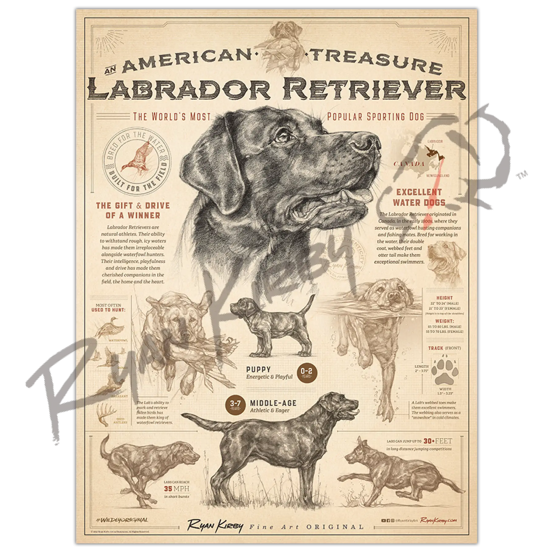 ’An American Treasure: The Labrador Retriever’ Poster