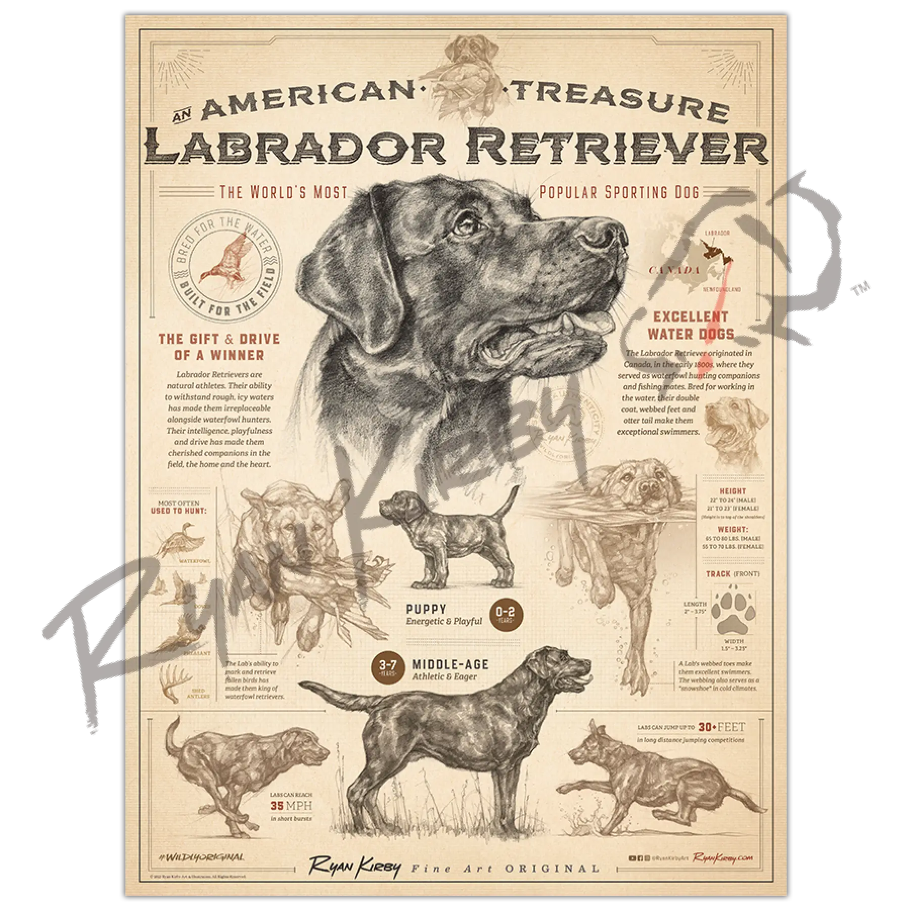 An American Treasure: The Labrador Retriever