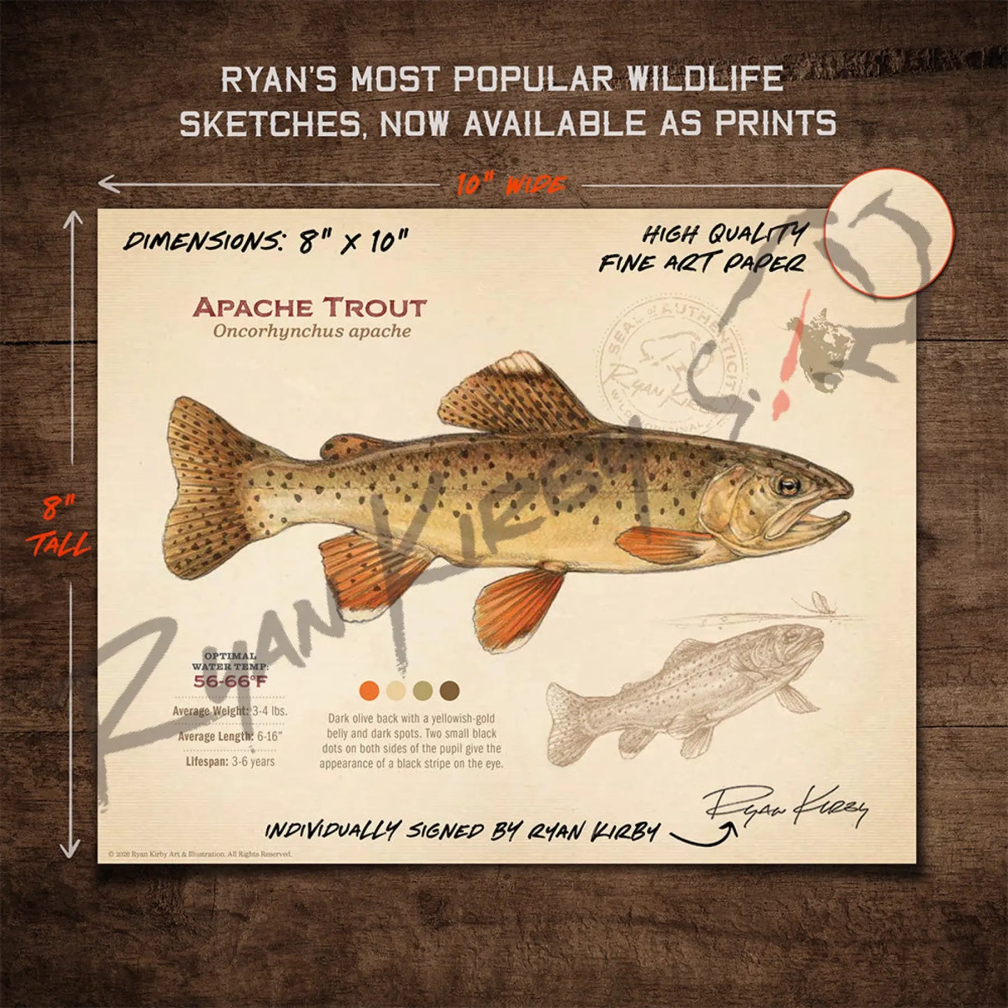 Apache Trout Fine Art Print - Sketch Paper Print