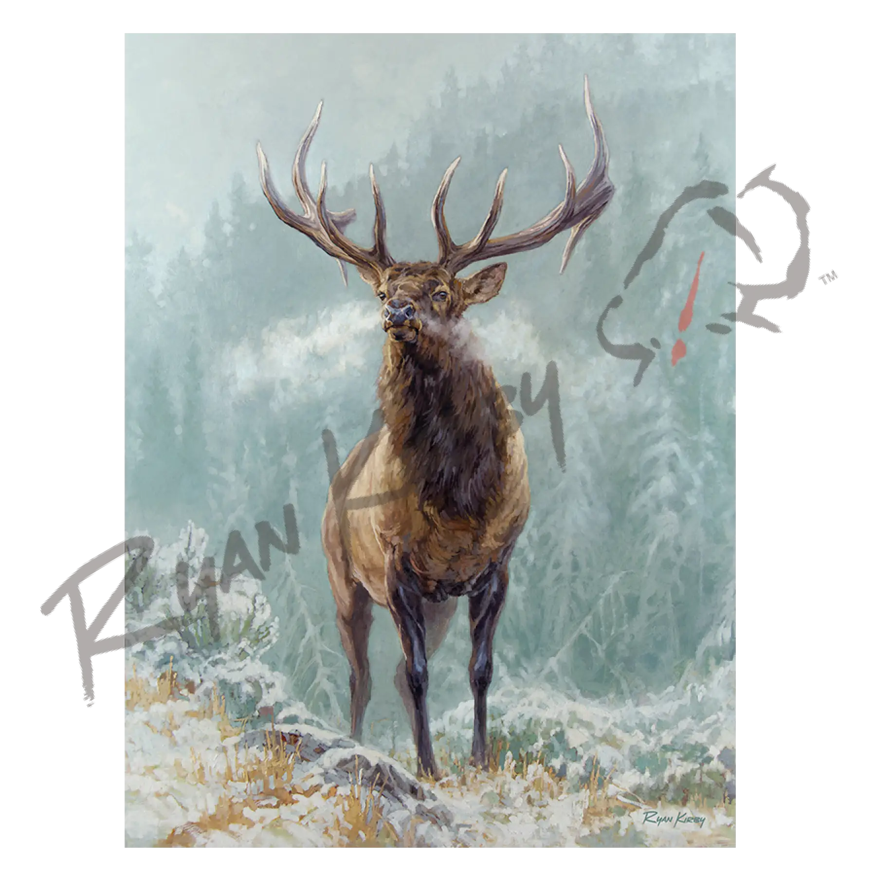 ’Blowing Smoke’ Bull Elk Canvas Art Print Unframed Rolled