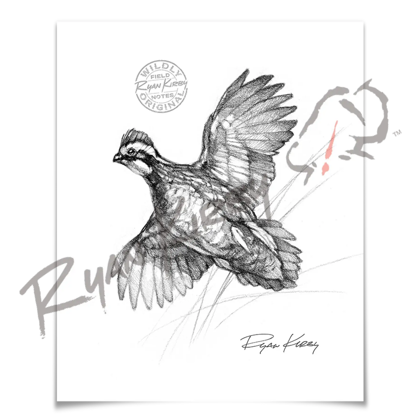 Bobwhite Quail Sketch Print