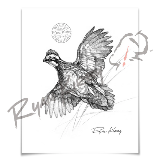 Bobwhite Quail Sketch Print