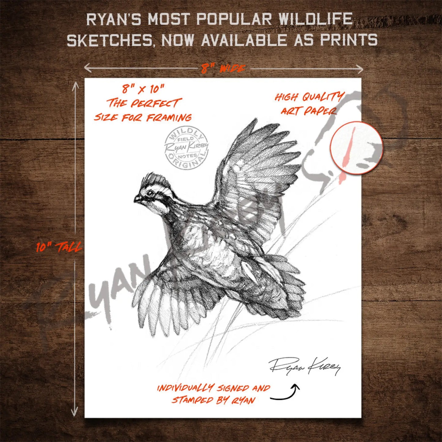 Bobwhite Quail Sketch Print