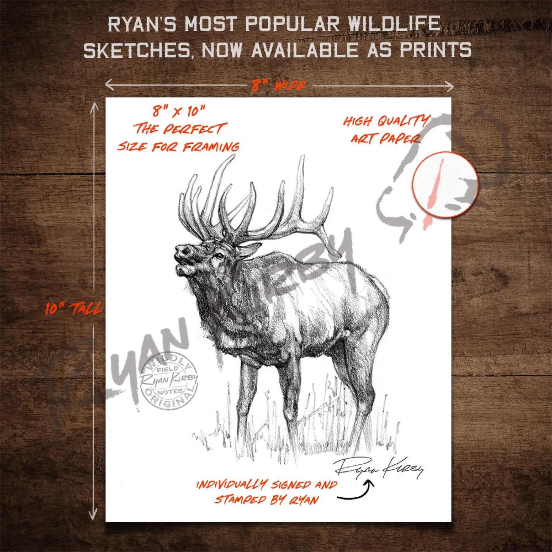 Bugling Bull Elk Sketch Print