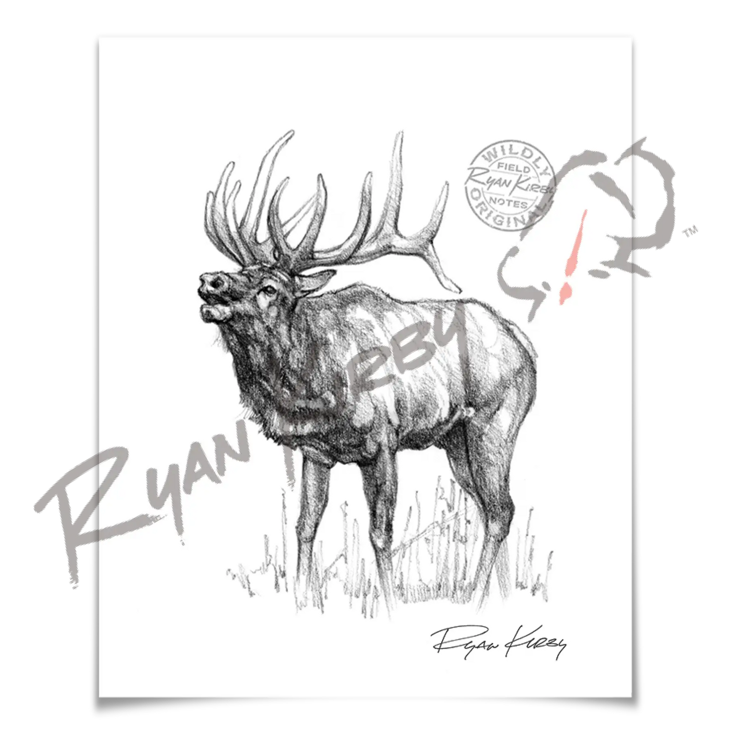 Sketch Drop 003: Elk 3