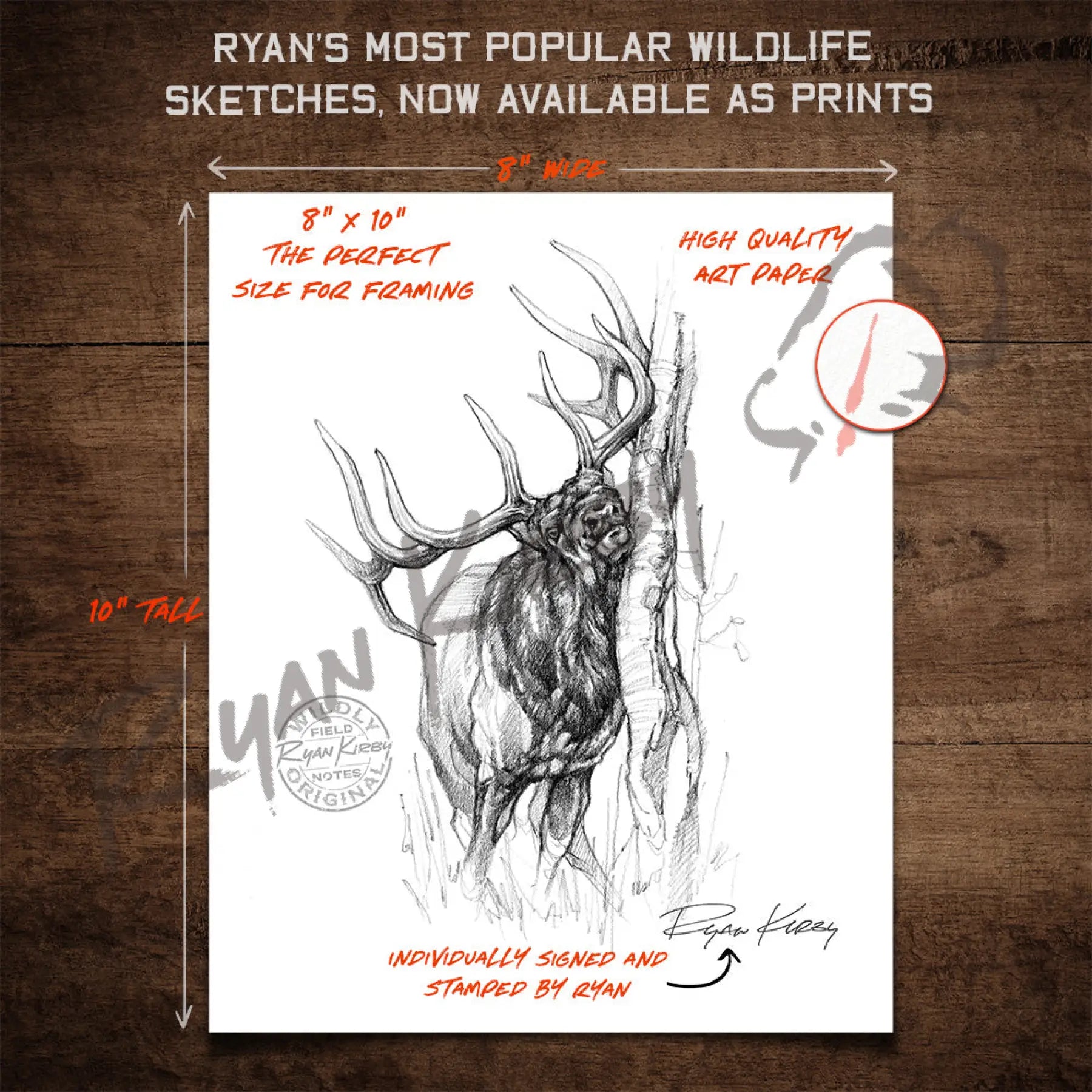 Bull Elk Rub Sketch Print