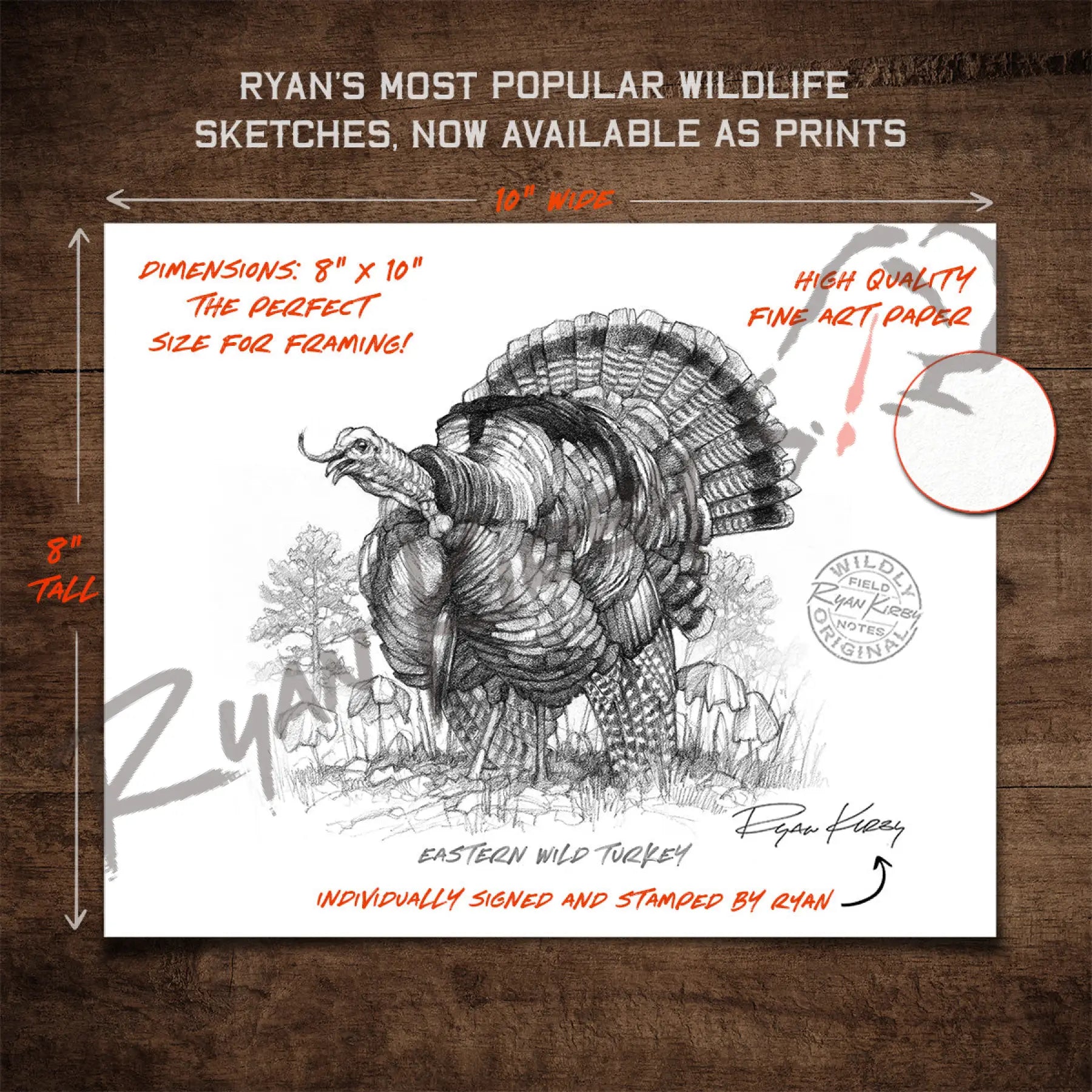 Eastern Wild Turkey Sketch Print