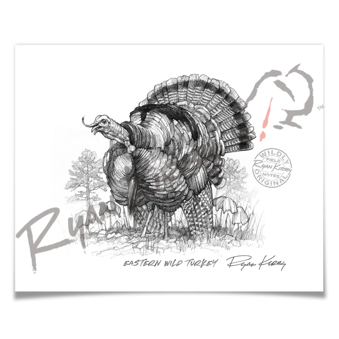 Eastern Wild Turkey Sketch Print