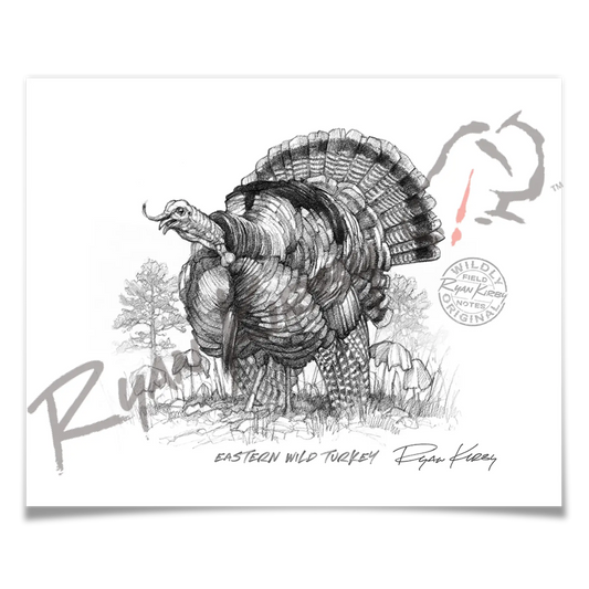 Eastern Wild Turkey Sketch Print