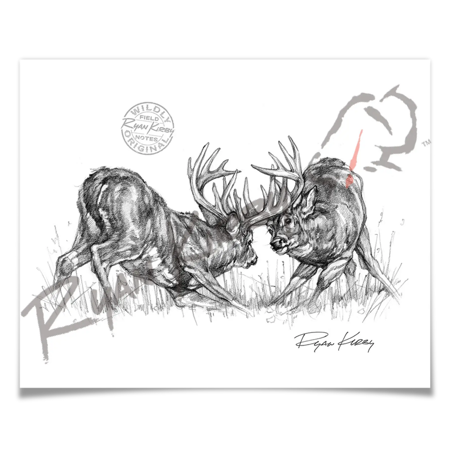 Fighting White-Tailed Bucks Sketch Print