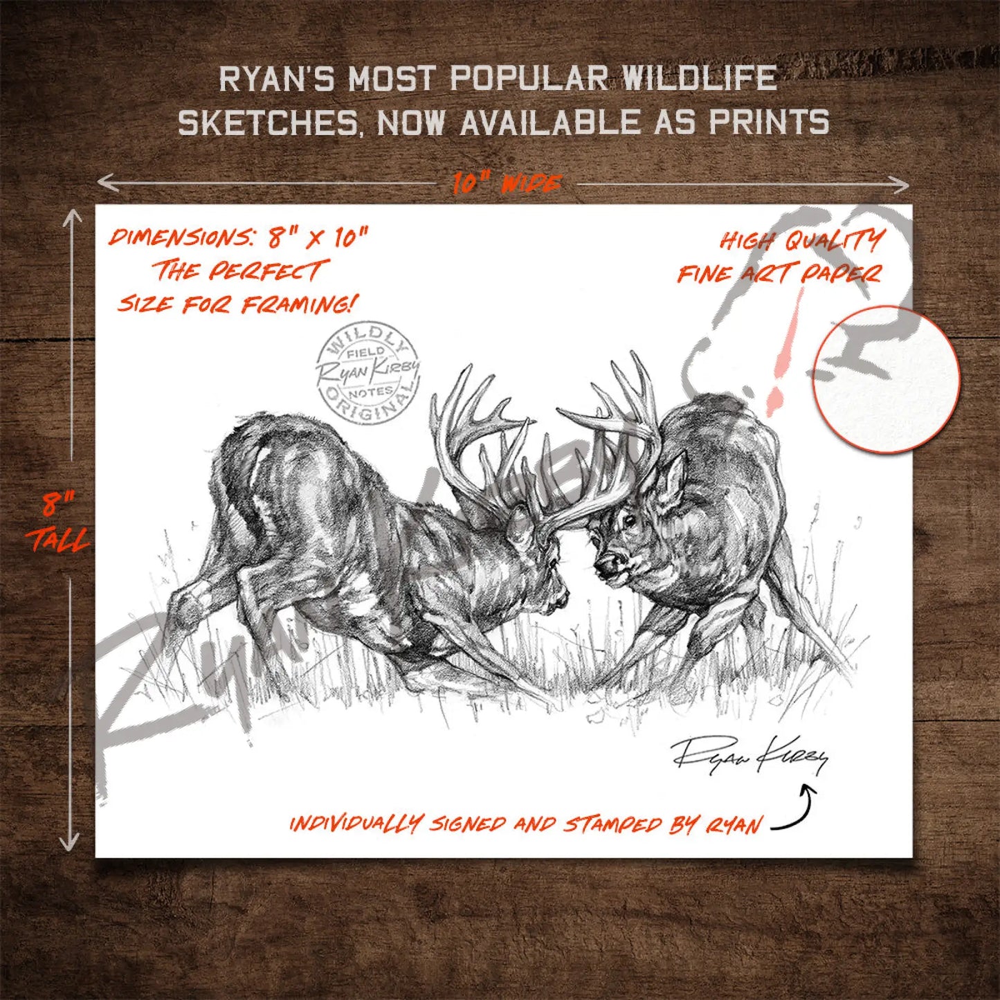 Fighting White-Tailed Bucks Sketch Print