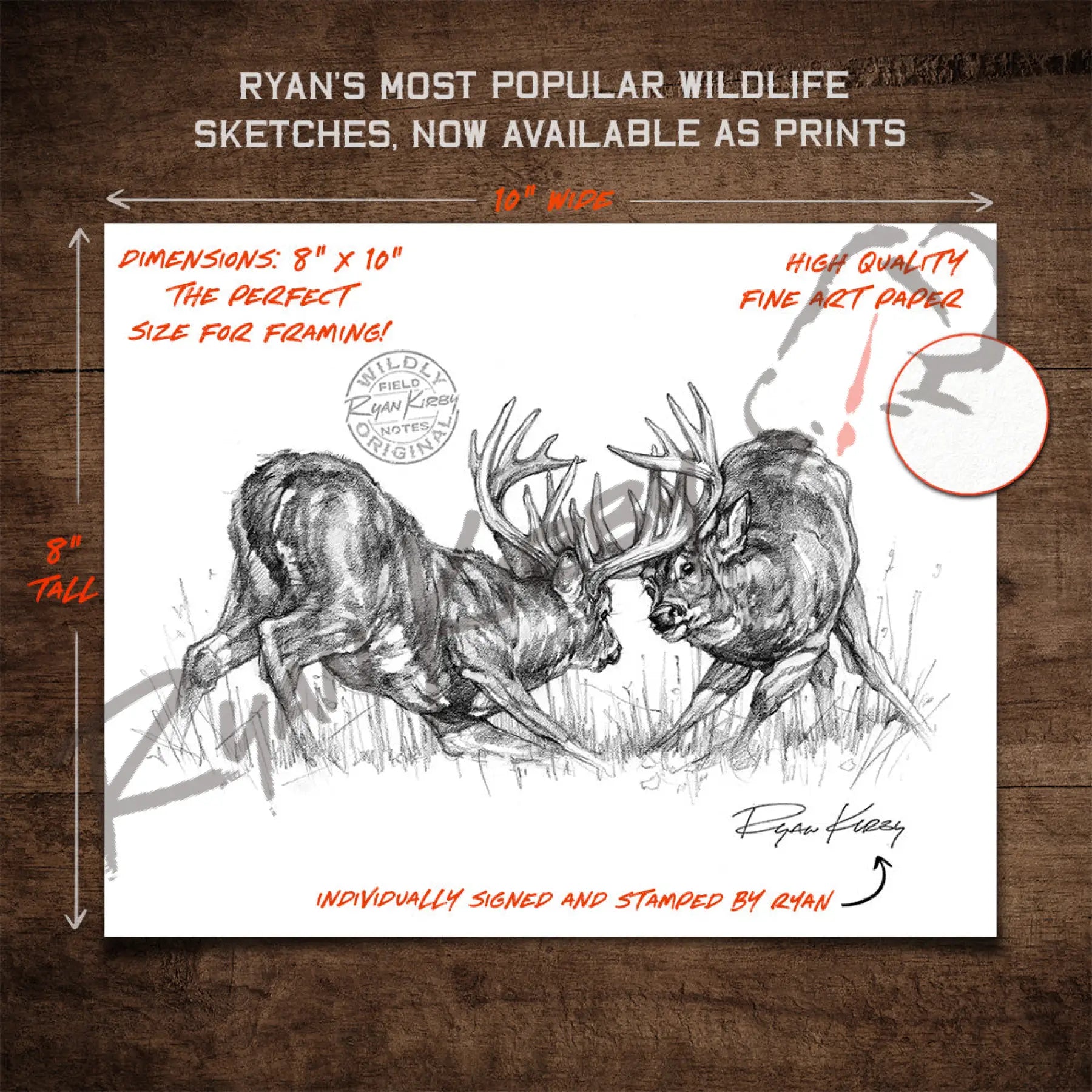 Fighting White-Tailed Bucks Sketch Print