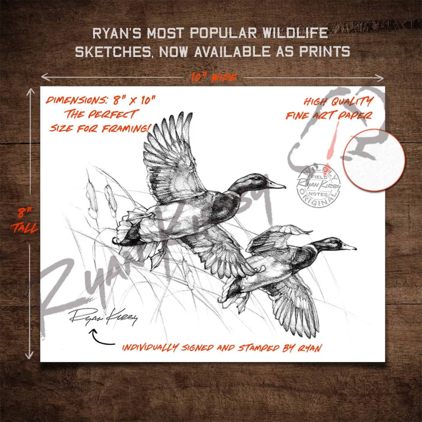 Flying Mallard Drakes Sketch Print