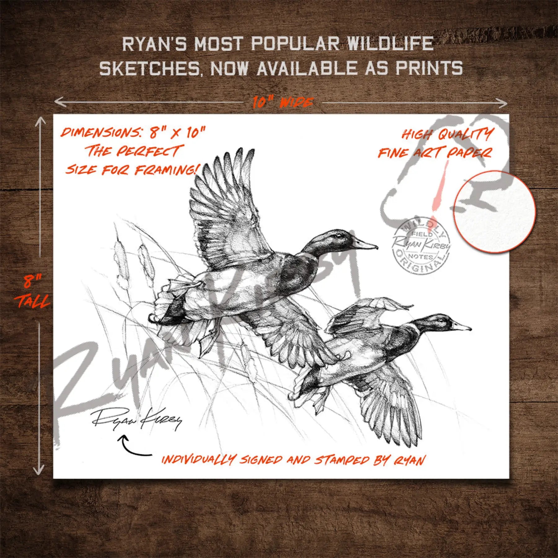 Flying Mallard Drakes Sketch Print