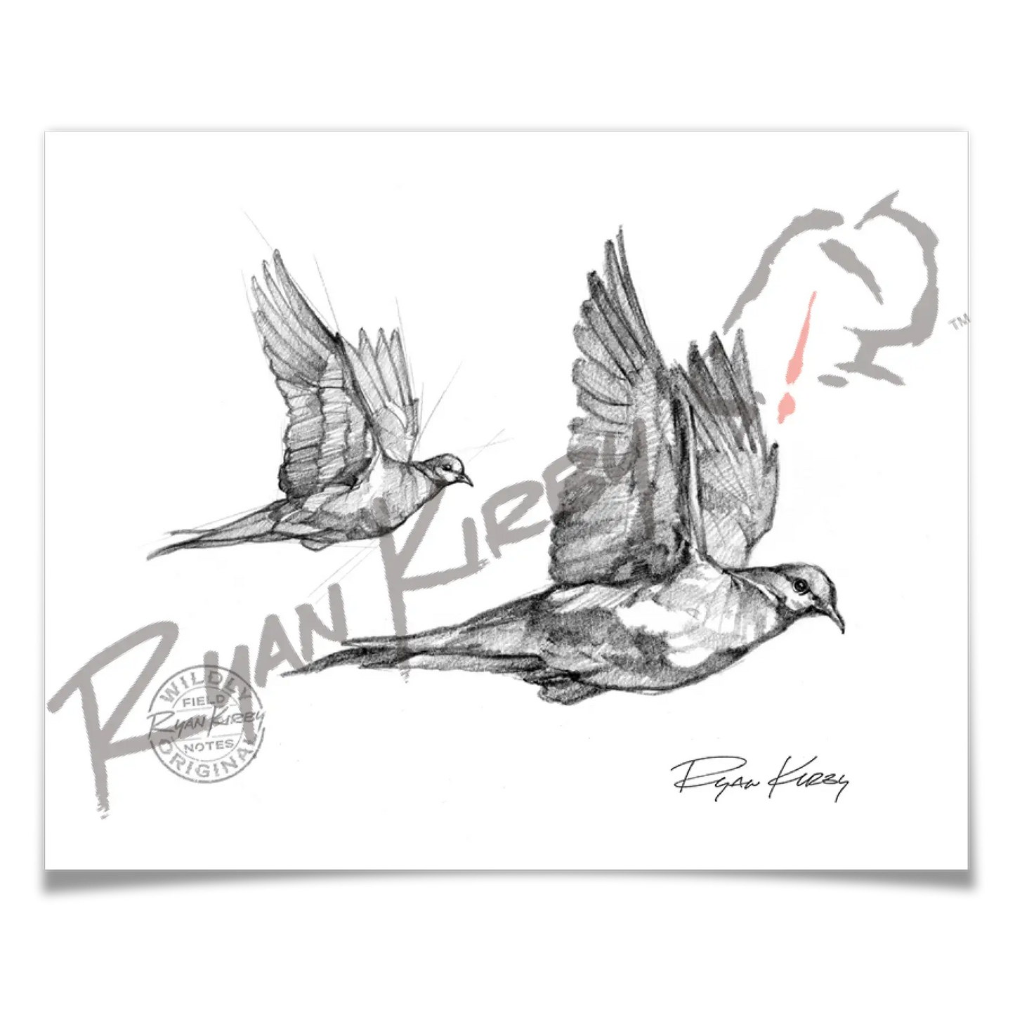 Sketch Drop 003: Dove 1