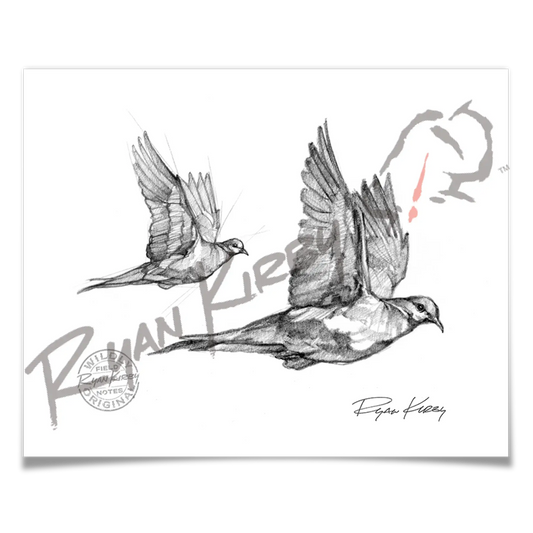 Sketch Drop 003: Dove 1
