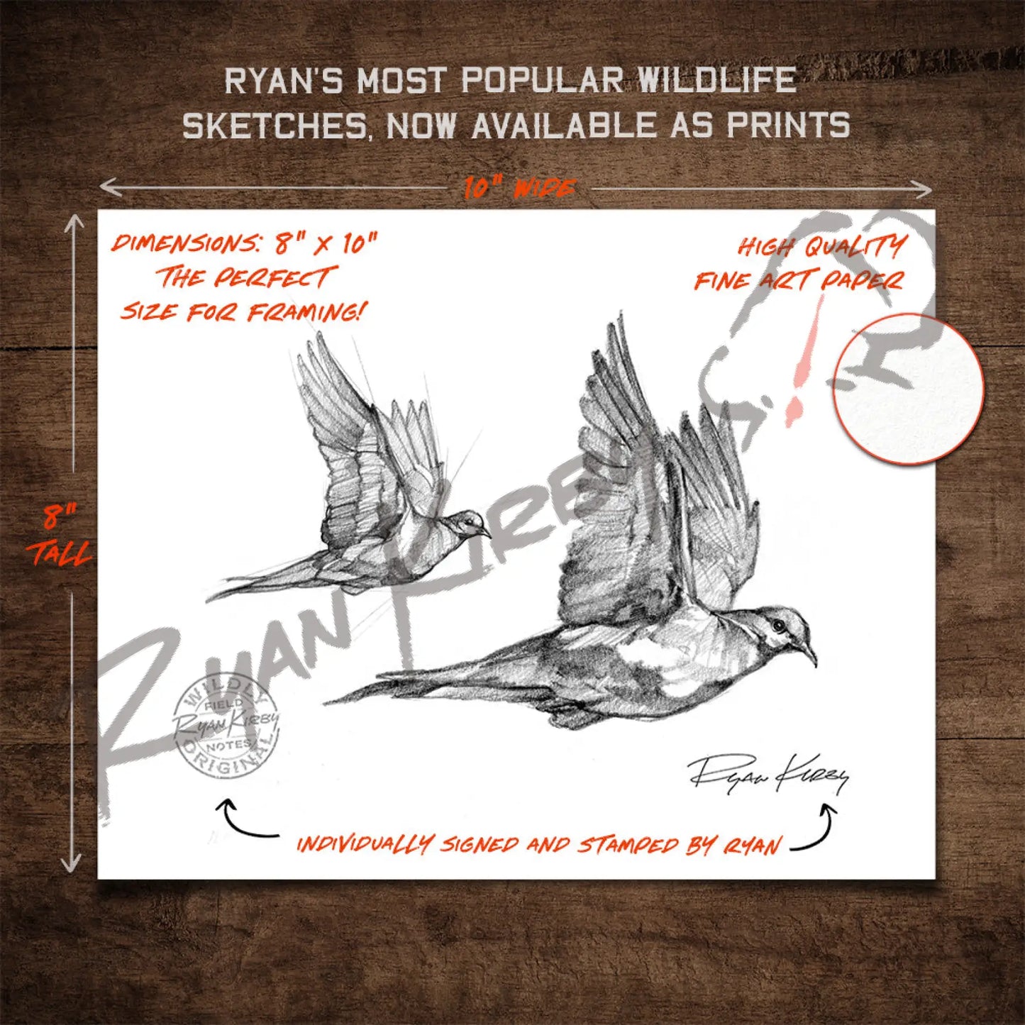 Flying Mourning Dove Sketch Print