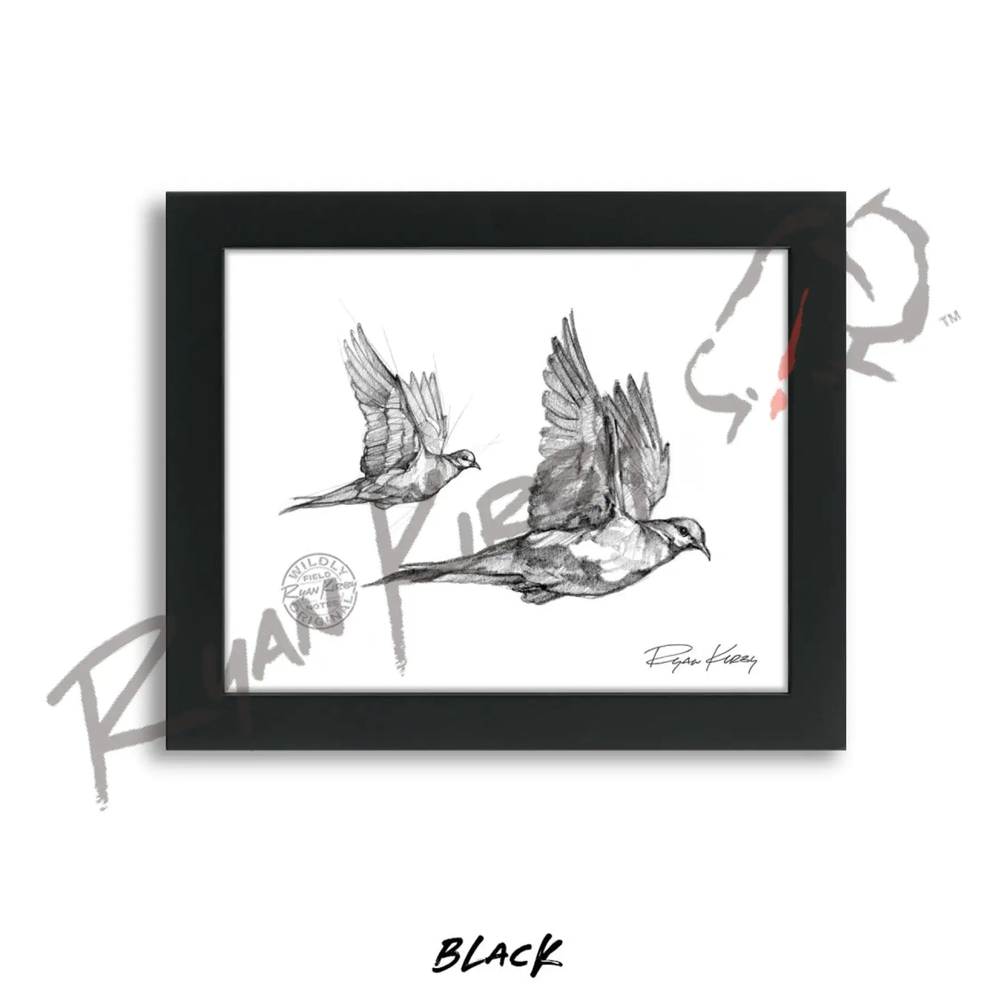 Flying Mourning Dove Sketch Print Sketch Paper Print