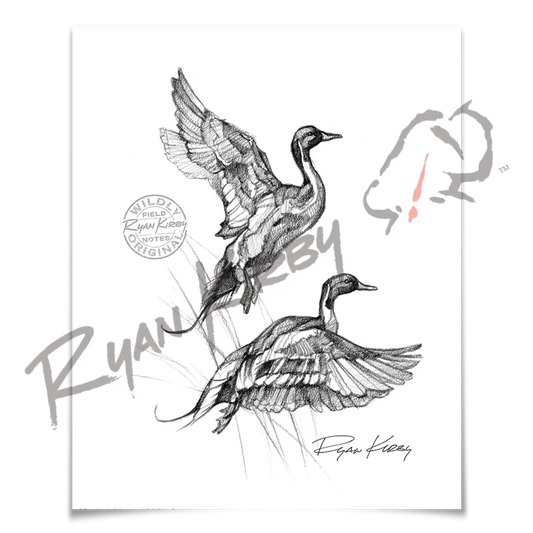 Flying Pintails Sketch Print Paper