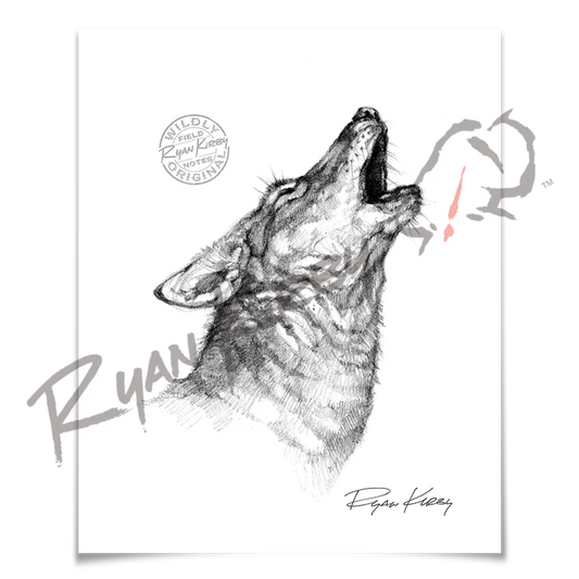 Howling Coyote Sketch Print Paper