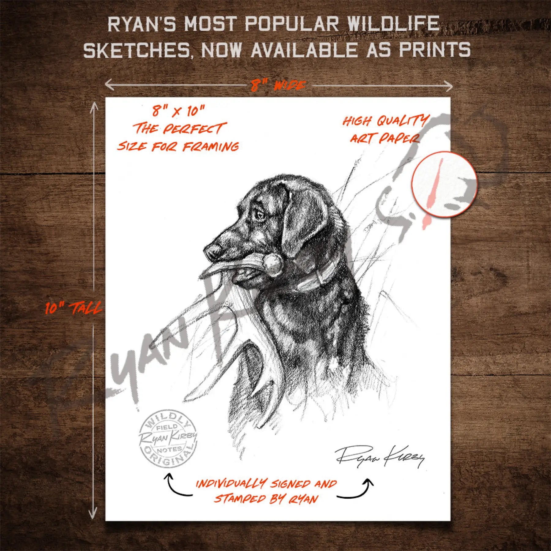 Labrador Retriever Shed Dog Sketch Print