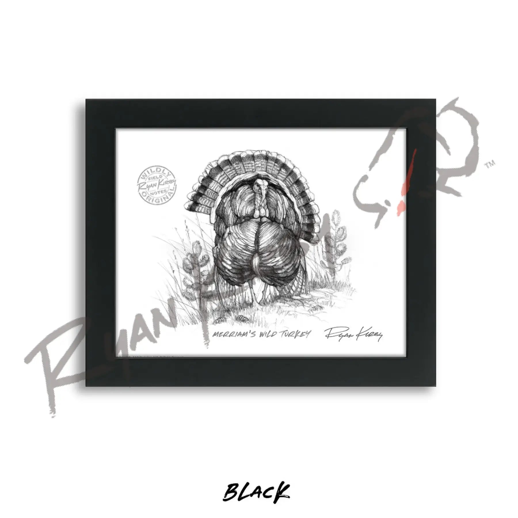 Merriam’s Wild Turkey Sketch Print Sketch Paper Print