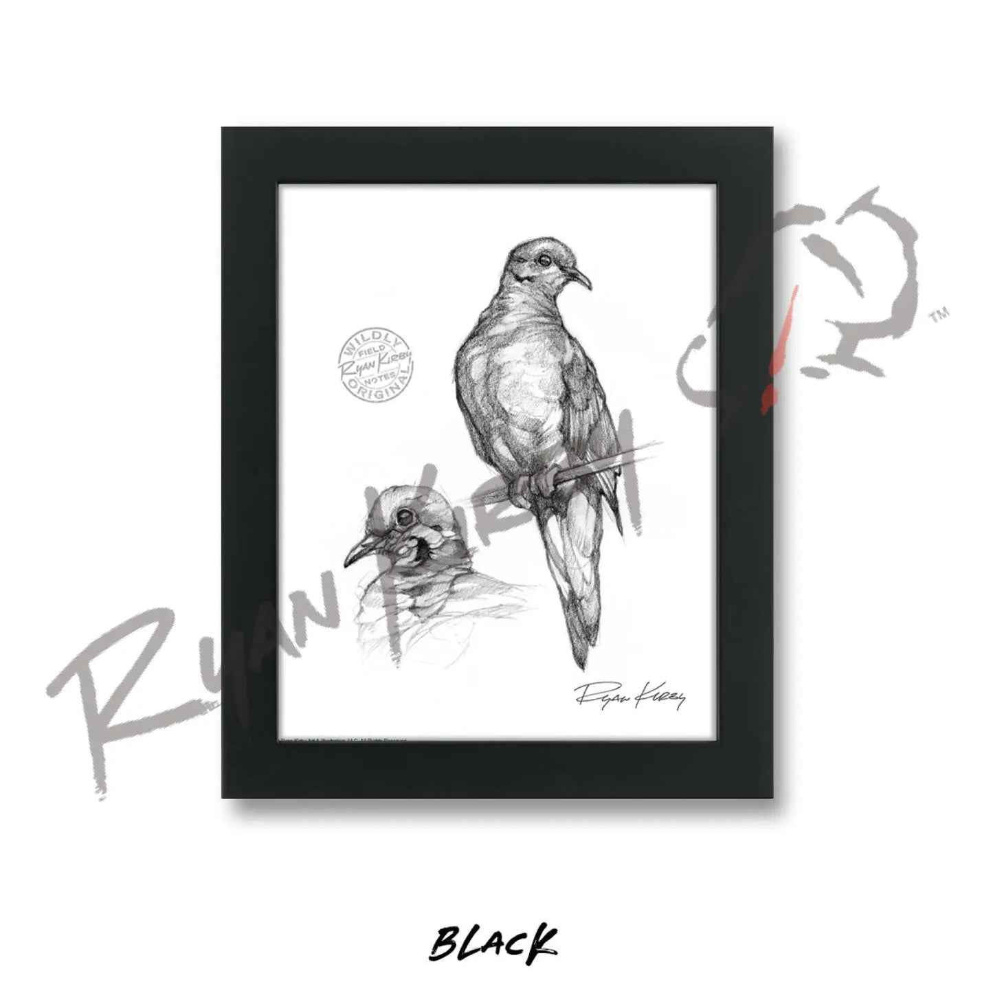Mourning Dove Study Sketch Print Sketch Paper Print