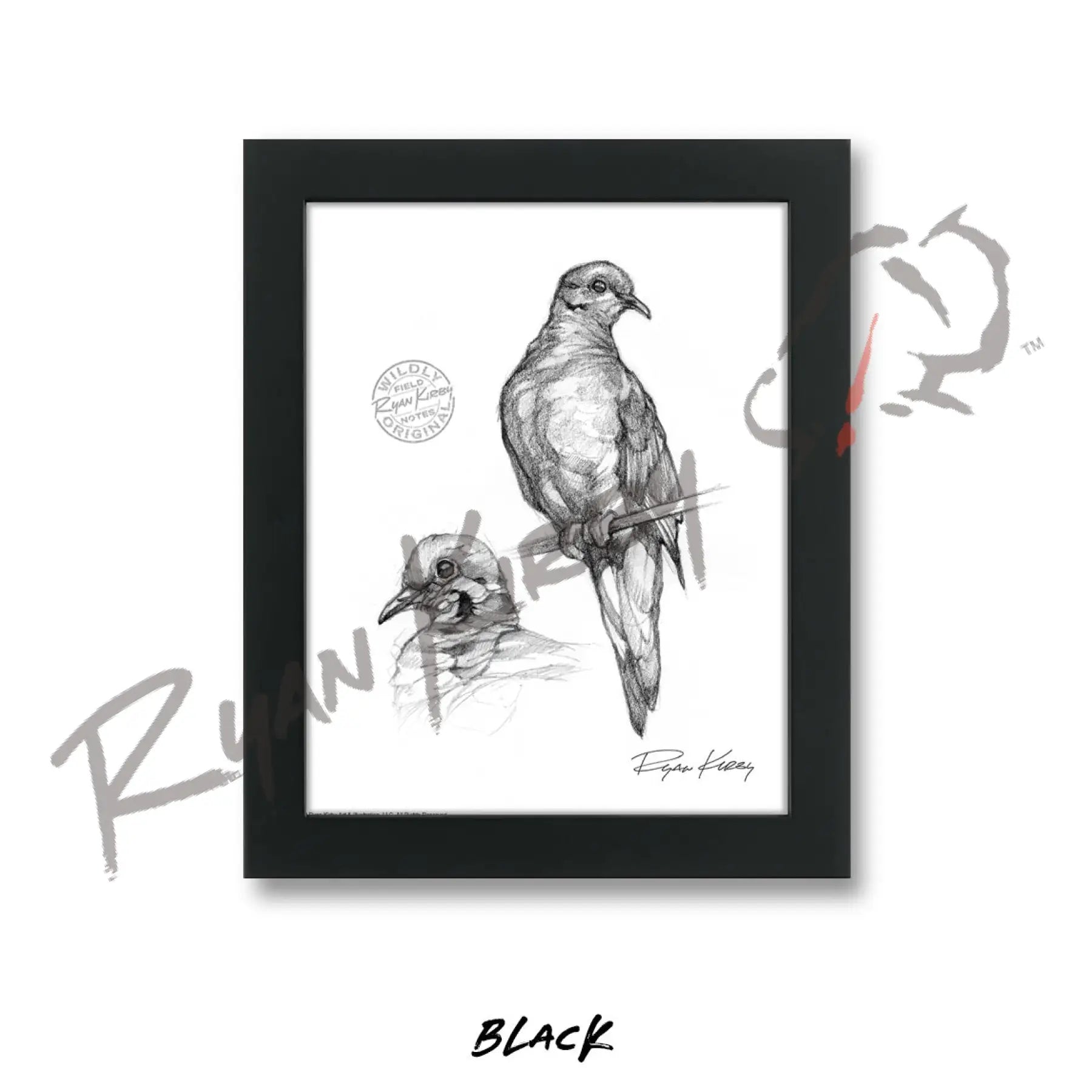 Mourning Dove Study Sketch Print Sketch Paper Print