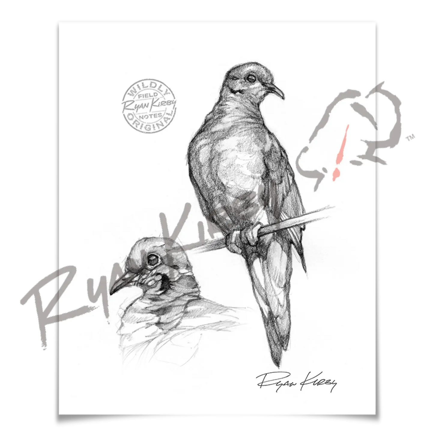 Sketch Drop 003: Dove 3