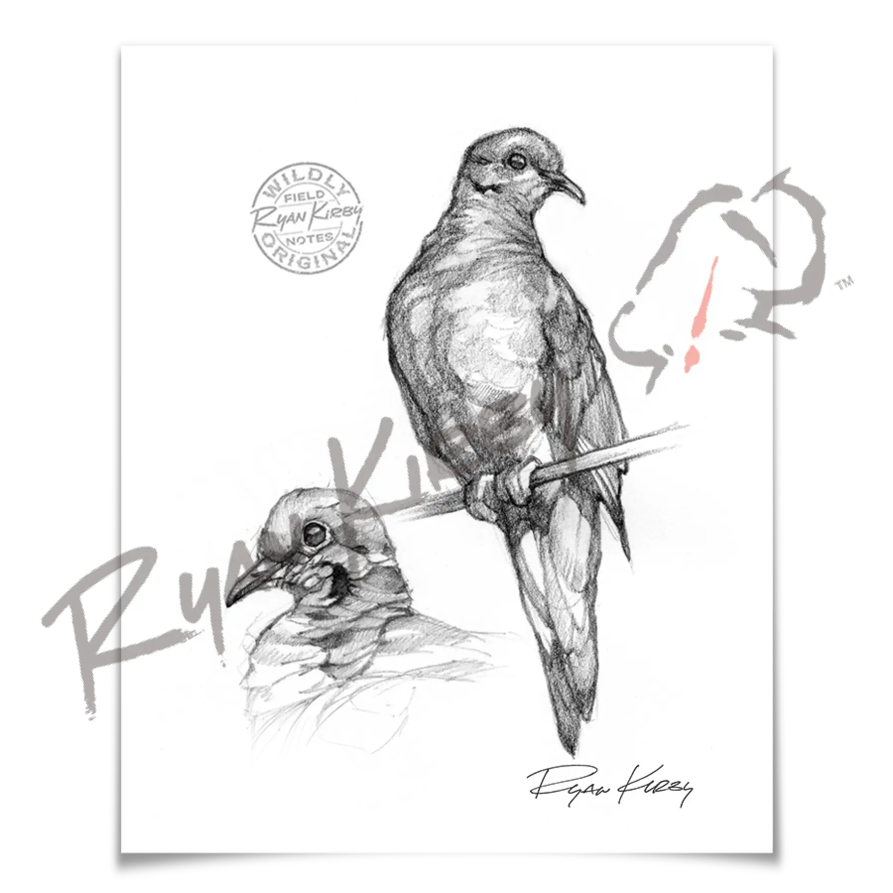 Sketch Drop 003: Dove 3