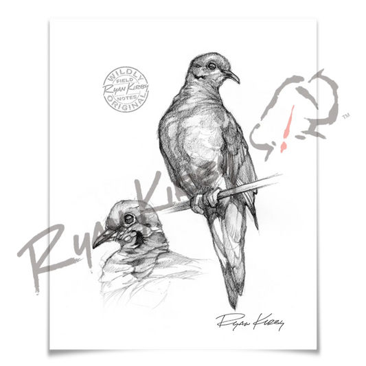 Sketch Drop 003: Dove 3