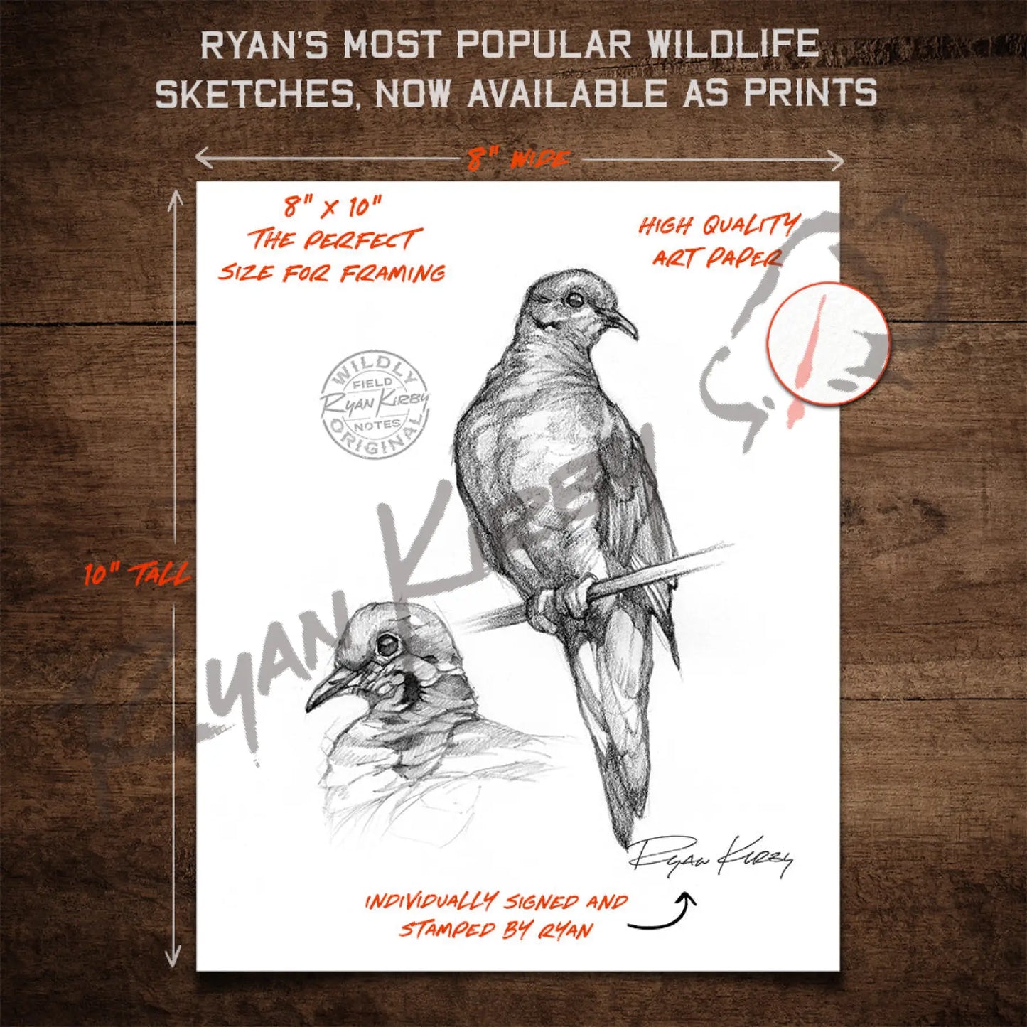 Mourning Dove Study Sketch Print
