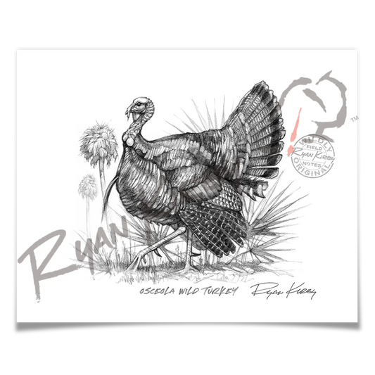 Osceola Wild Turkey Sketch Print