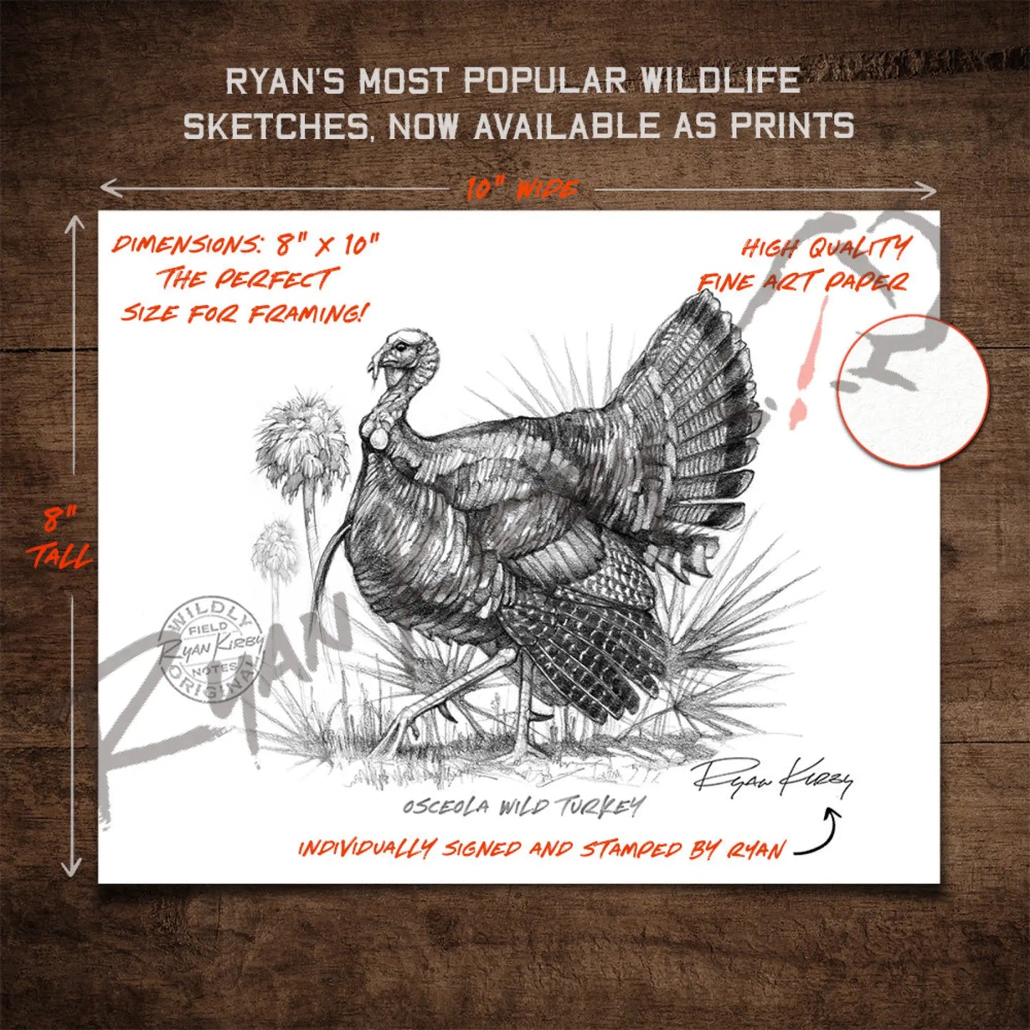 Osceola Wild Turkey Sketch Print