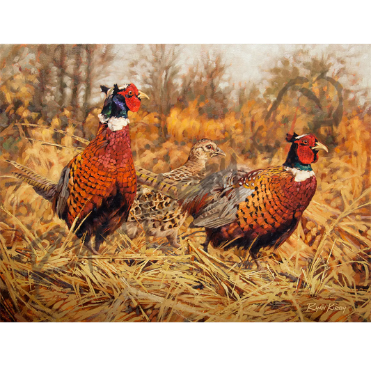 ’Ring-Neck Refuge’ Ring-Necked Pheasant Canvas Art Print Unframed Rolled