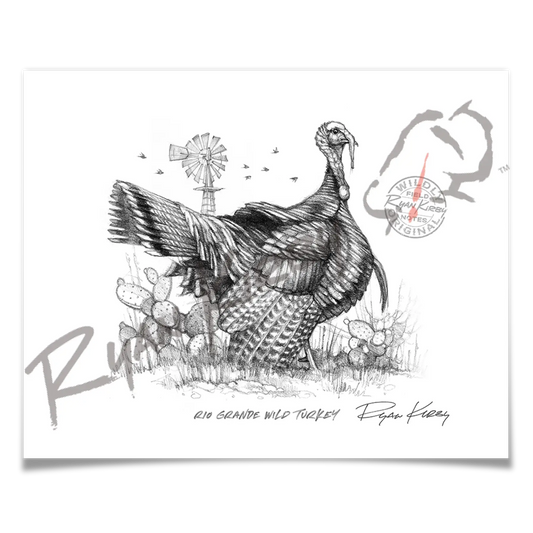 Rio Grande Wild Turkey Sketch Print