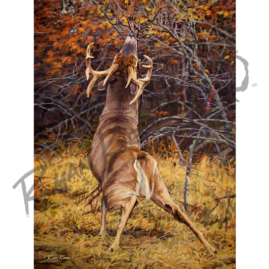’Scrape Line’ White-Tailed Deer Canvas Art Print Unframed Rolled