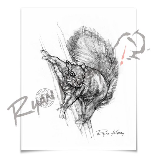 Squirrel Sketch Print Paper