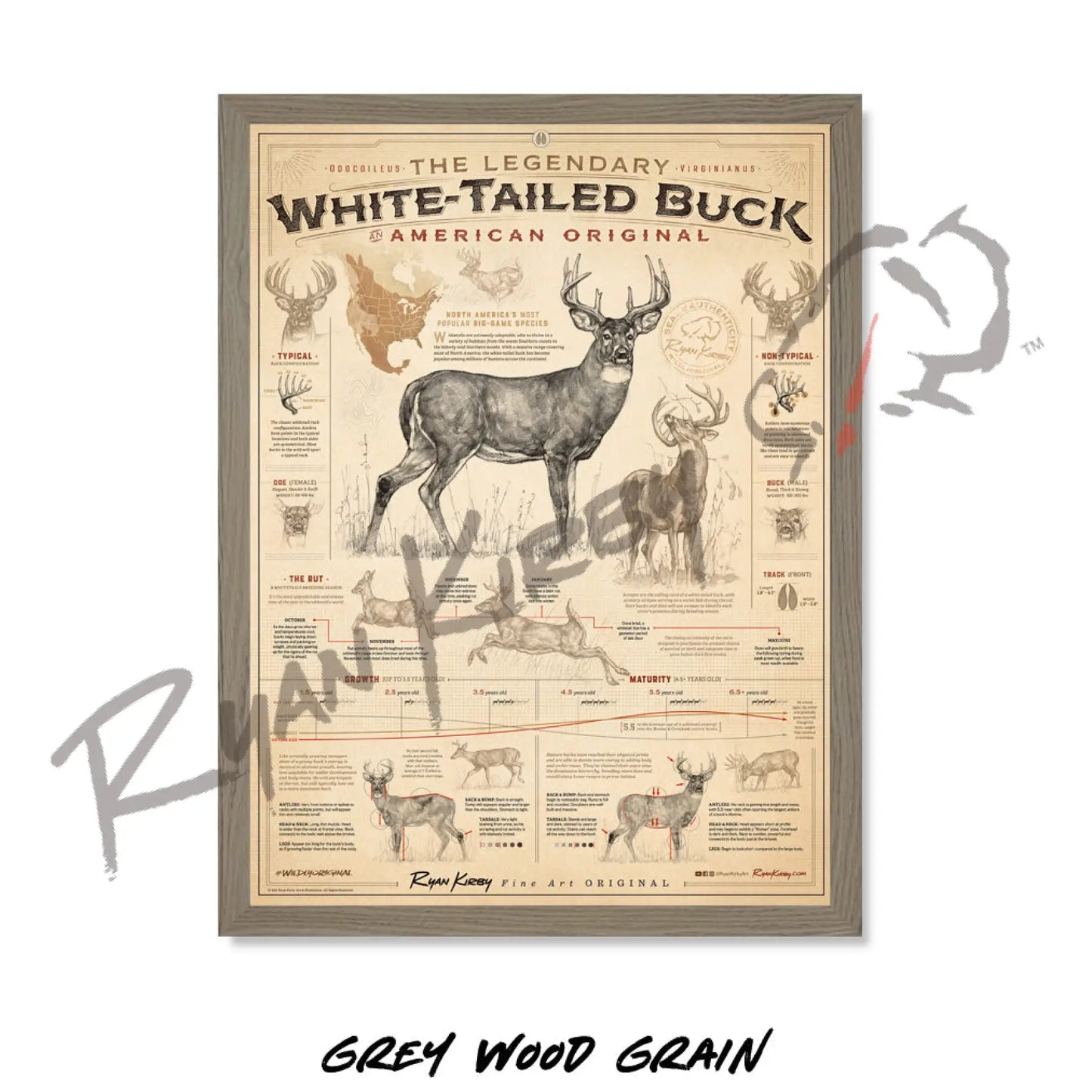 Stamp-N-Bent ’White-Tailed Buck: An American Original’ Poster Poster