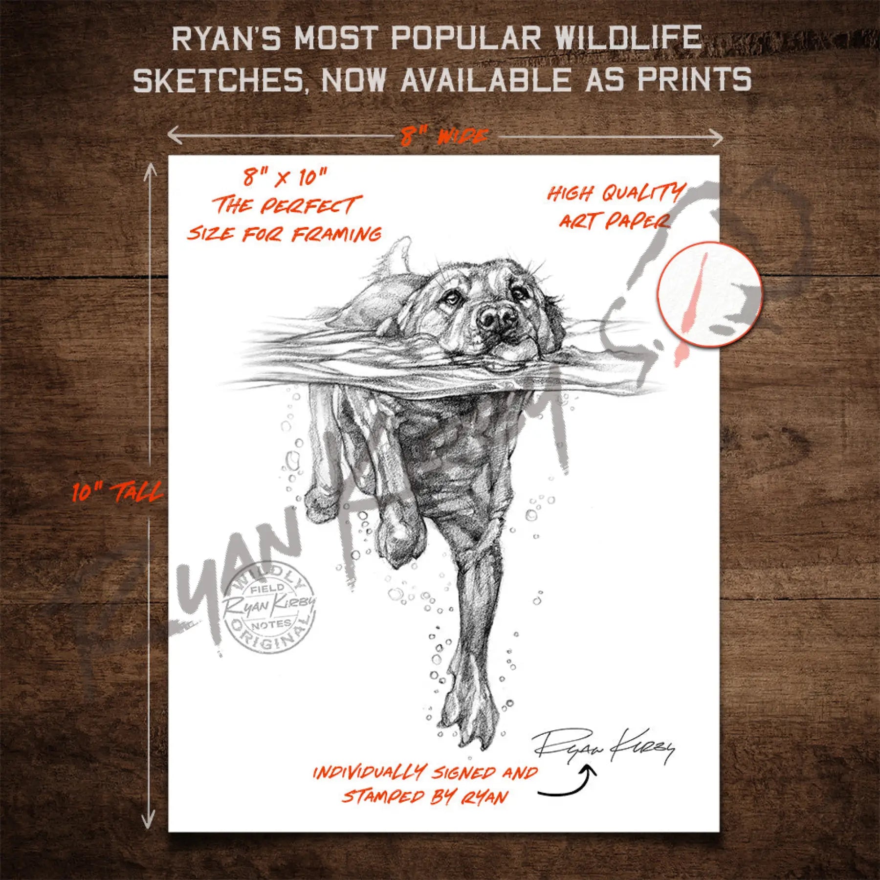 Swimming Labrador Retriever Sketch Print