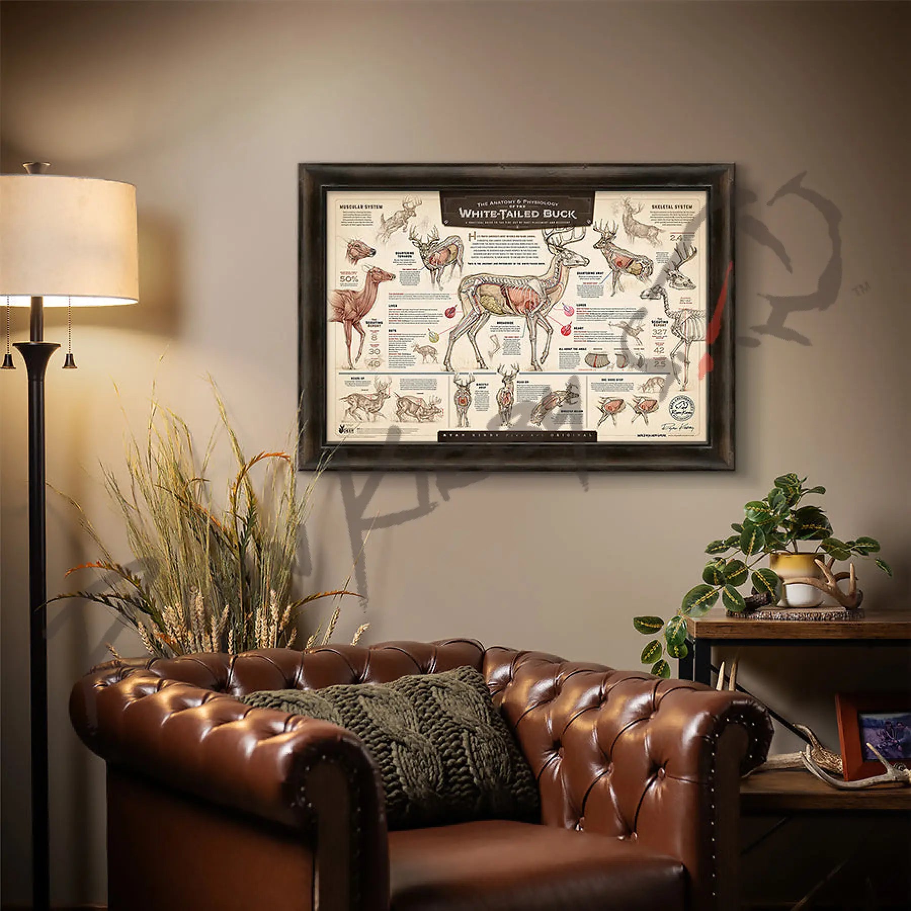 ’The Anatomy & Physiology Of The White-Tailed Buck’ Paper Art Print
