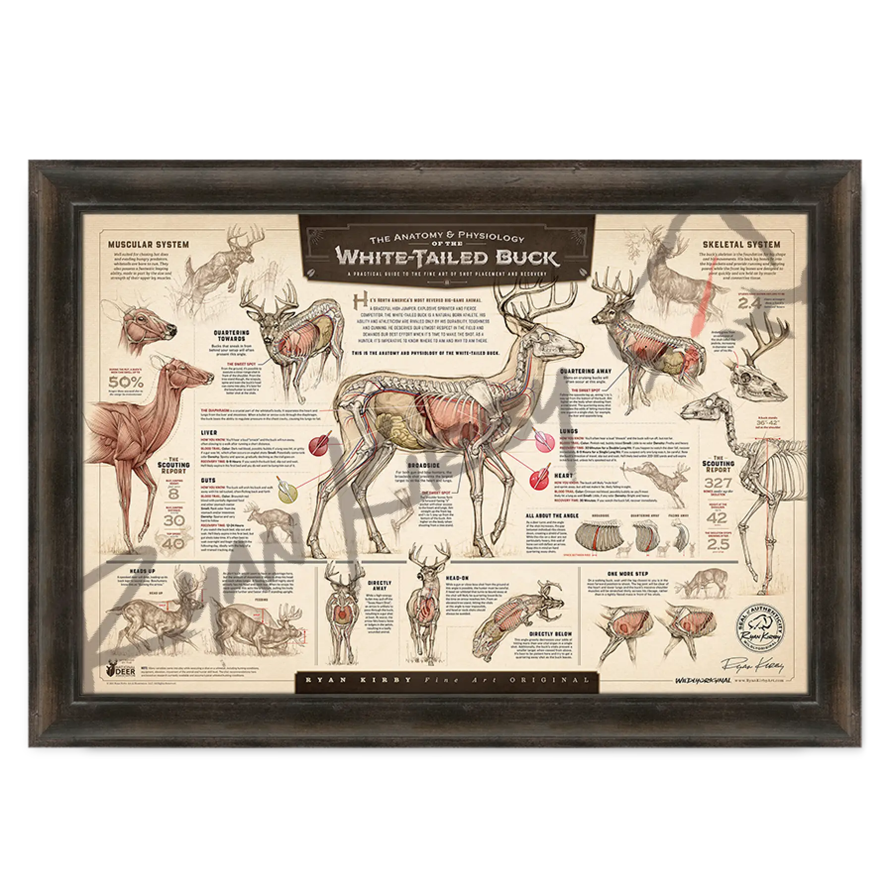 ’The Anatomy & Physiology Of The White-Tailed Buck’ Paper Art Print Espresso Walnut Frame