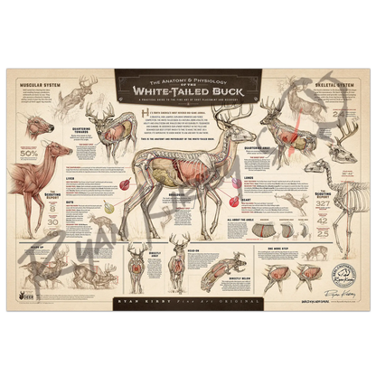 ’The Anatomy & Physiology Of The White-Tailed Buck’ Paper Art Print Unframed Rolled