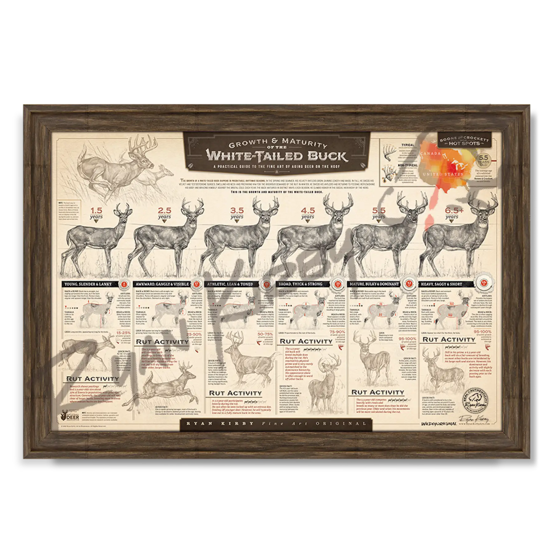 ’The Growth And Maturity Of The White-Tailed Buck’ Paper Print Timberland